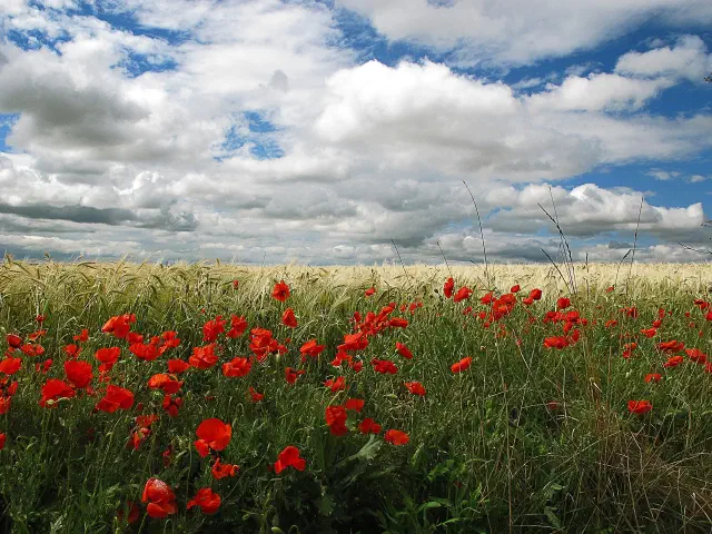 Korenveld met klaprozen onder een bewolkte lucht in de Tierra de Campos, het hart van de Meseta