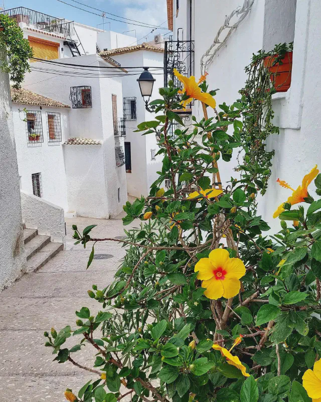 Kleurrijke struik in de iconische witte straatjes in de binnenstad van Altea Kleurrijke struik in de iconische witte straatjes in de binnenstad van Altea