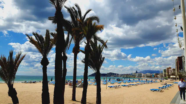 De iconische palmbomen op Playa de Levante in Benidorm De iconische palmbomen op Playa de Levante in Benidorm