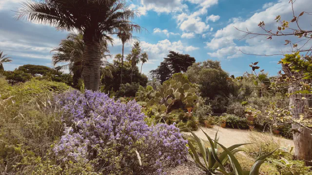 Prachtige fauna in de botanische tuin Marimurtra in Blanes. Prachtige fauna in de botanische tuin Marimurtra in Blanes.