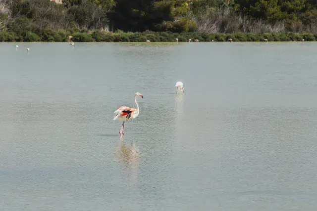 Flamingo's in de zoutmeren van Les Salines in Calpe