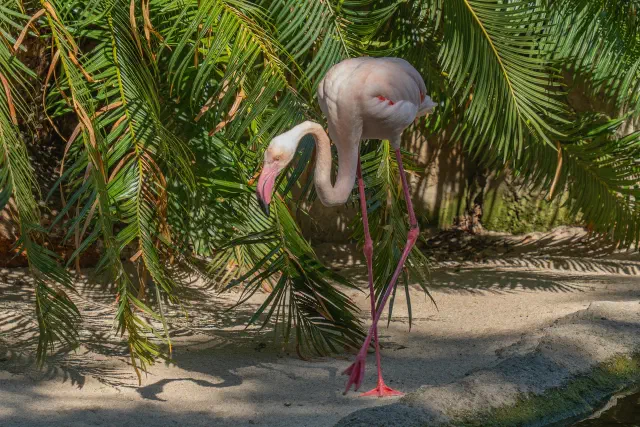 Tropische dierentuin Bioparc Fuengirola met weelderige begroeiing en exotische dieren Tropische dierentuin Bioparc Fuengirola met weelderige begroeiing en exotische dieren