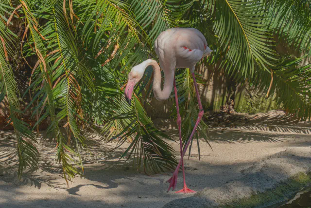 Tropische dierentuin Bioparc Fuengirola met weelderige begroeiing en exotische dieren Tropische dierentuin Bioparc Fuengirola met weelderige begroeiing en exotische dieren