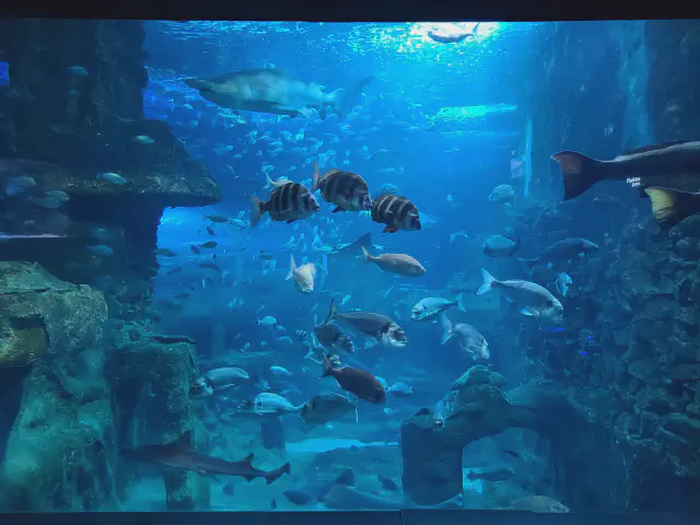 Een foto van vissen in het Aquarium in San Sebastian Een foto van vissen in het Aquarium in San Sebastian